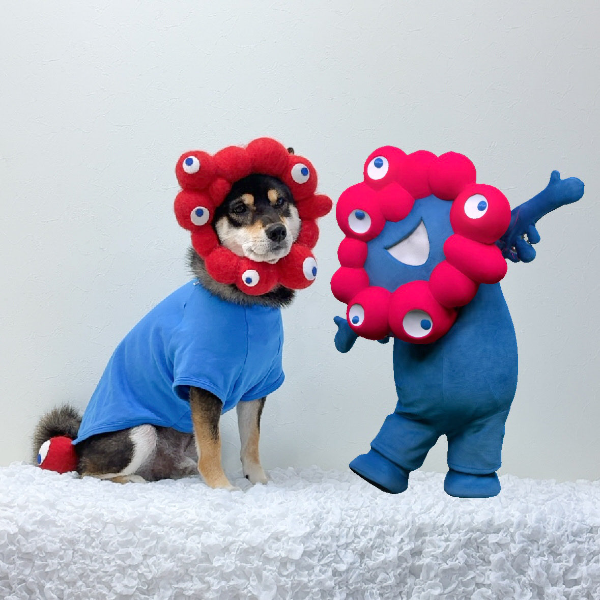 黒柴あさひ (@krsb_c1214) / Posts / X