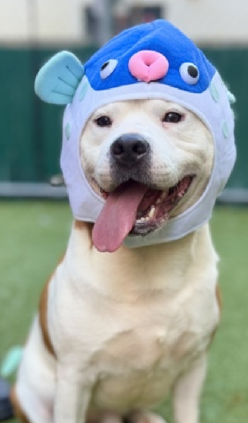 NMBewitched's tweet photo. #BackyardBarks
#MACC #NYCACC
Cottage, one of my favorites
https://t.co/o4p4RZQ7wj
#AdoptMe
Do not ever underestimate the value of a #DiamondDog
223 Days at #NYCACC
Yes, he is that wonderful
So many #UntoldTails waiting to be lived https://t.co/9i12wU1mHG