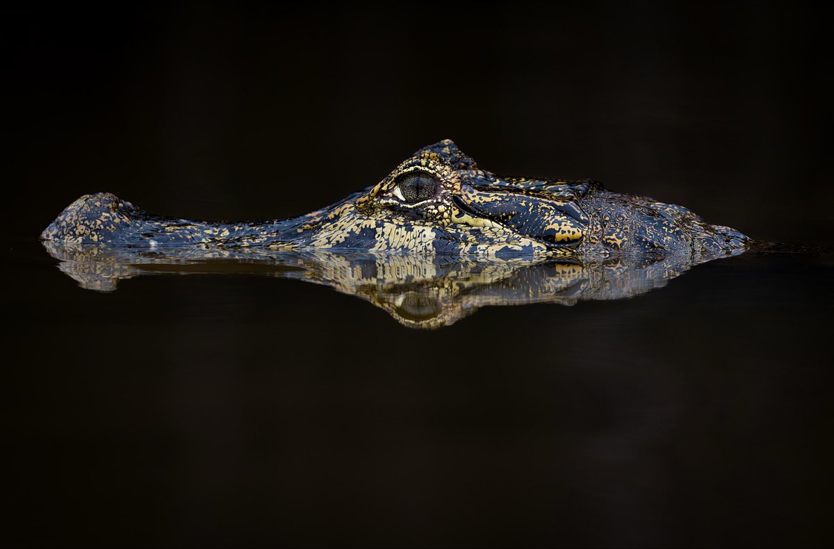 Espejito, espejito… soy un caimán o un cocodrilo?

Sabéis diferenciarlos? 🐊