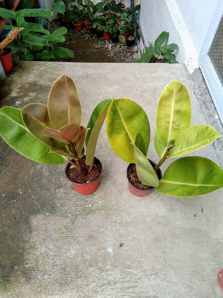 joshcalebgarden's tweet photo. To Canitoan Cdo City, thank you. 🙂 #ficuselastica #rubberplant #ficuslovers https://t.co/wjN5qfrFXs