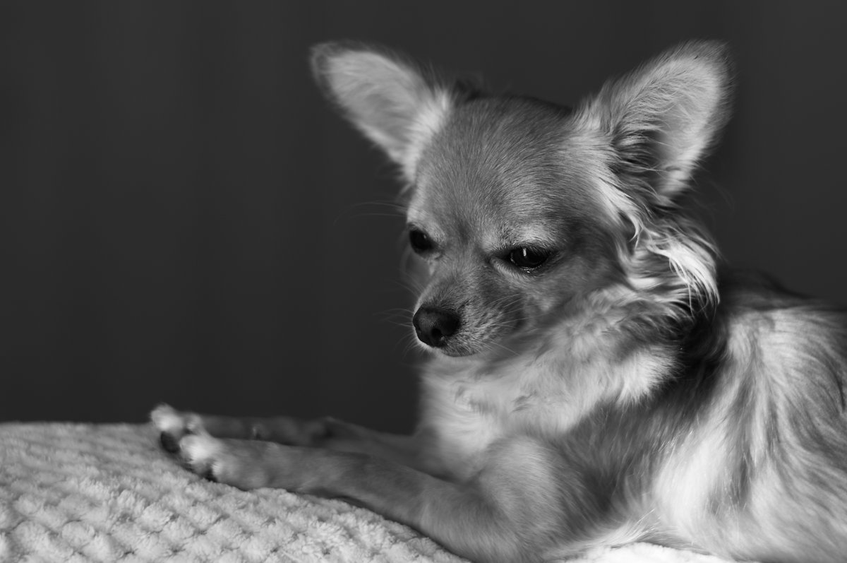 aki様 Funko Pop Animation 1680 Chainsaw Man Aki Hayakawa Vinyl