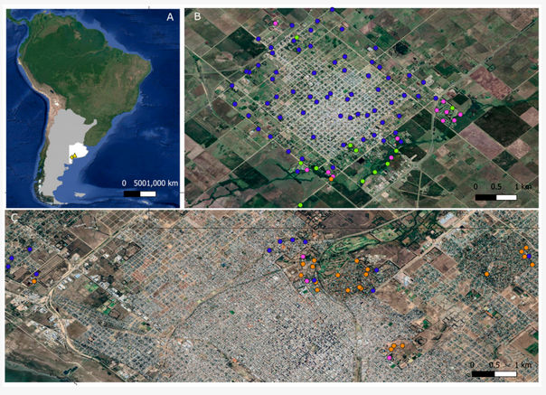 🚀New in #Birds Research
Close Relatives, Different Niches: Urban Ecology of Two Range-Expanding Thrushes Recently Meeting in the Argentinian Pampas

🔗Read it here: mdpi.com/3547104