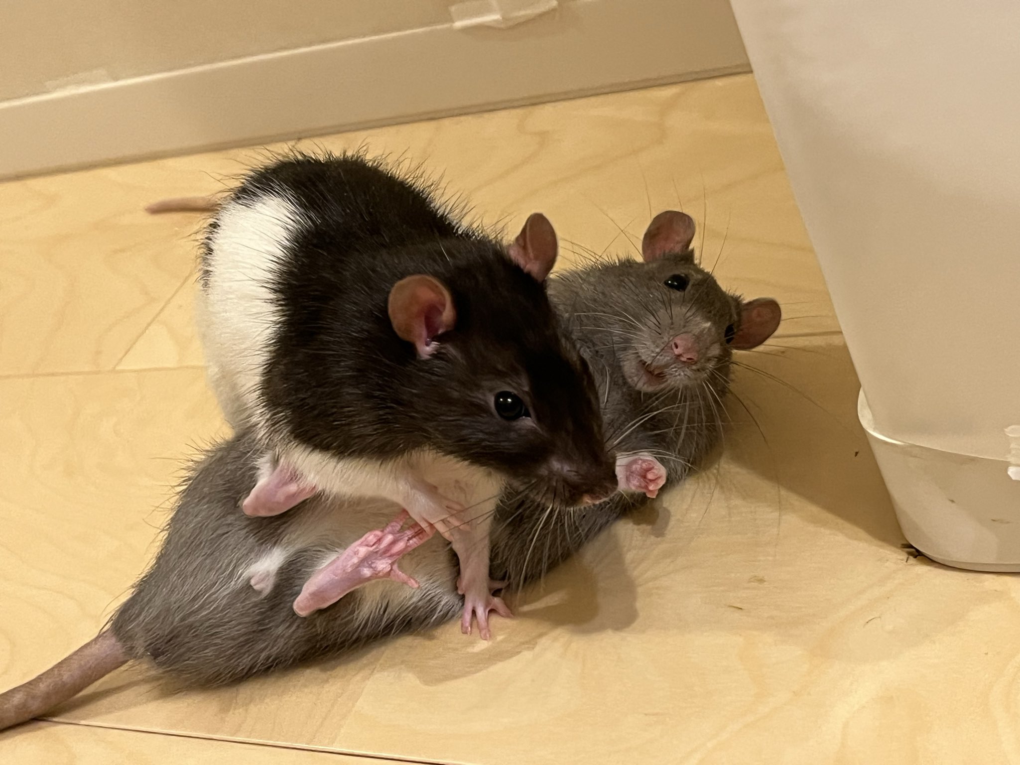 Qoo(*´꒳`*) ＋ねずみ ねずみのくるみ - ニャドラのおみせ - BOOTH