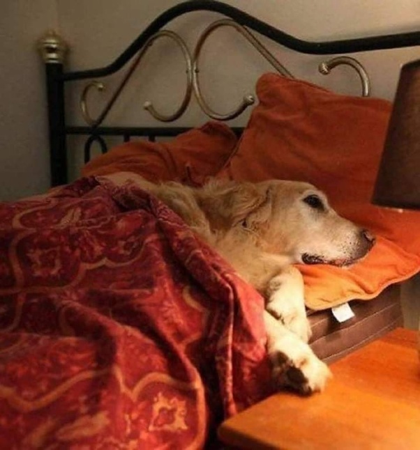 A golden retriever dog with light fur lies sleeping on its side on a bed covered by a red patterned blanket and orange pillows. The bed has a black wrought-iron headboard with curved designs and gold accents. A bedside table with a lamp and wooden surface is visible nearby. The room has warm lighting and neutral walls.