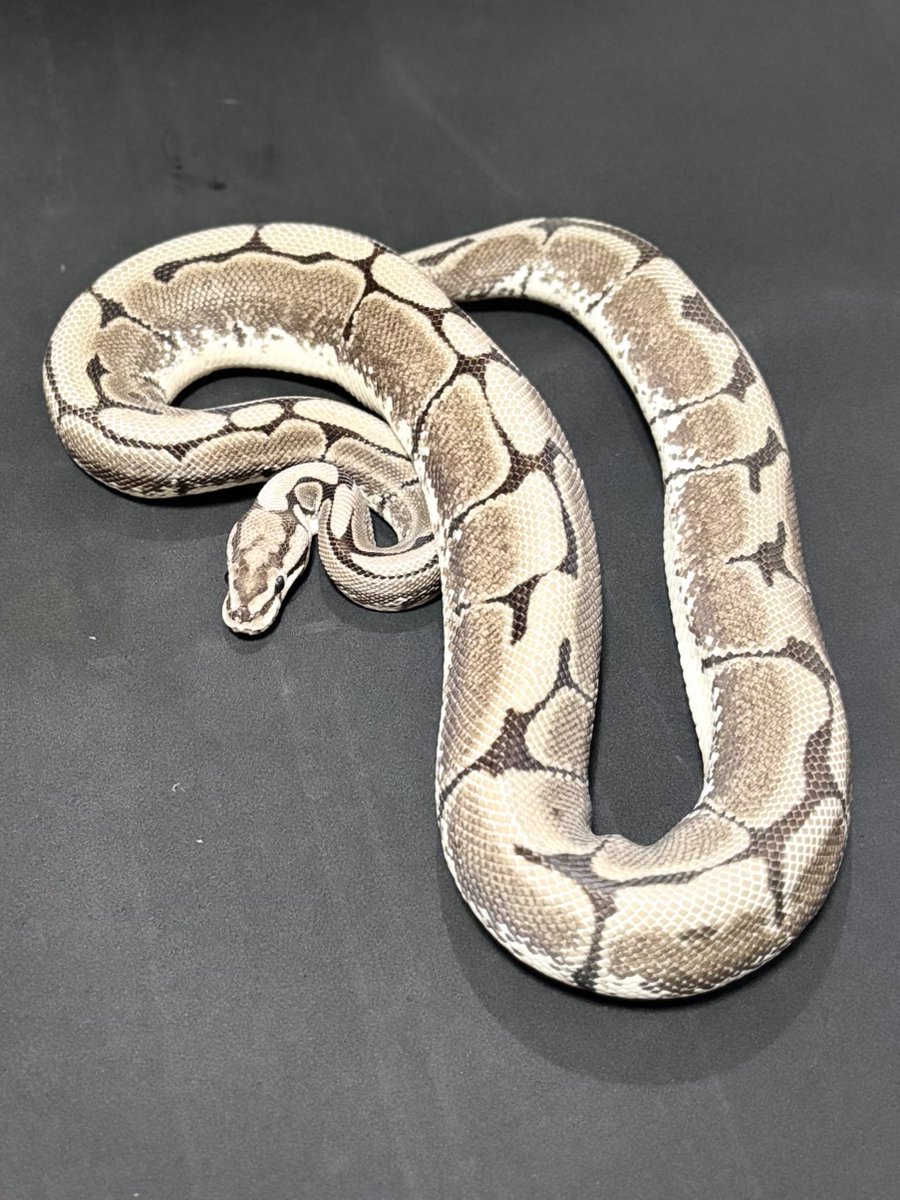 h904K1ivGXHzBJH's tweet image. 脱皮完了✨

#ballpython
#ボールパイソン