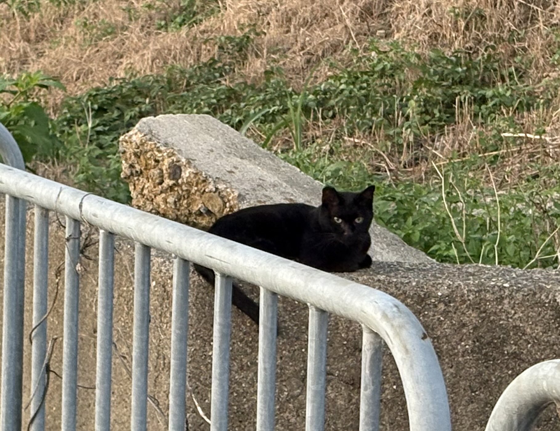 ねこ 楽天市場】ねこ肯定感 抱きまくら Lサイズ みけねこのさんま