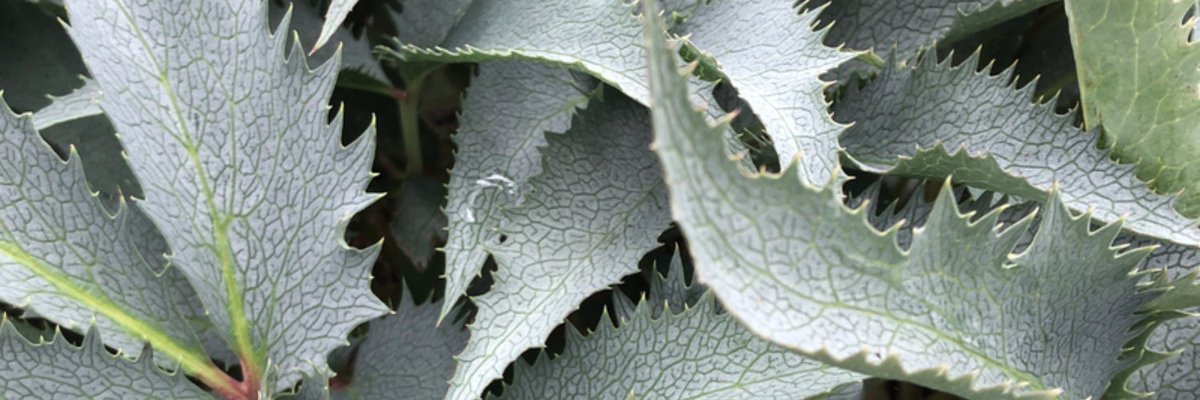 Gardening: Hellebores, Wildflowers &amp; Must-Have Tools - mailchi.mp/ngb.org/helleb… Fall planting is here! See the top products and tips for a beautiful garden year-round.