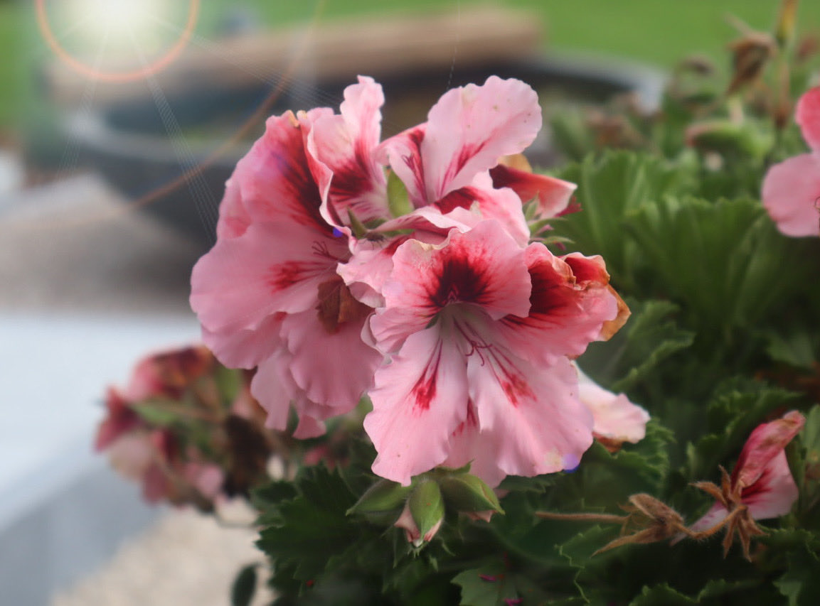 willems philippe (@willems_phil) on Twitter photo 