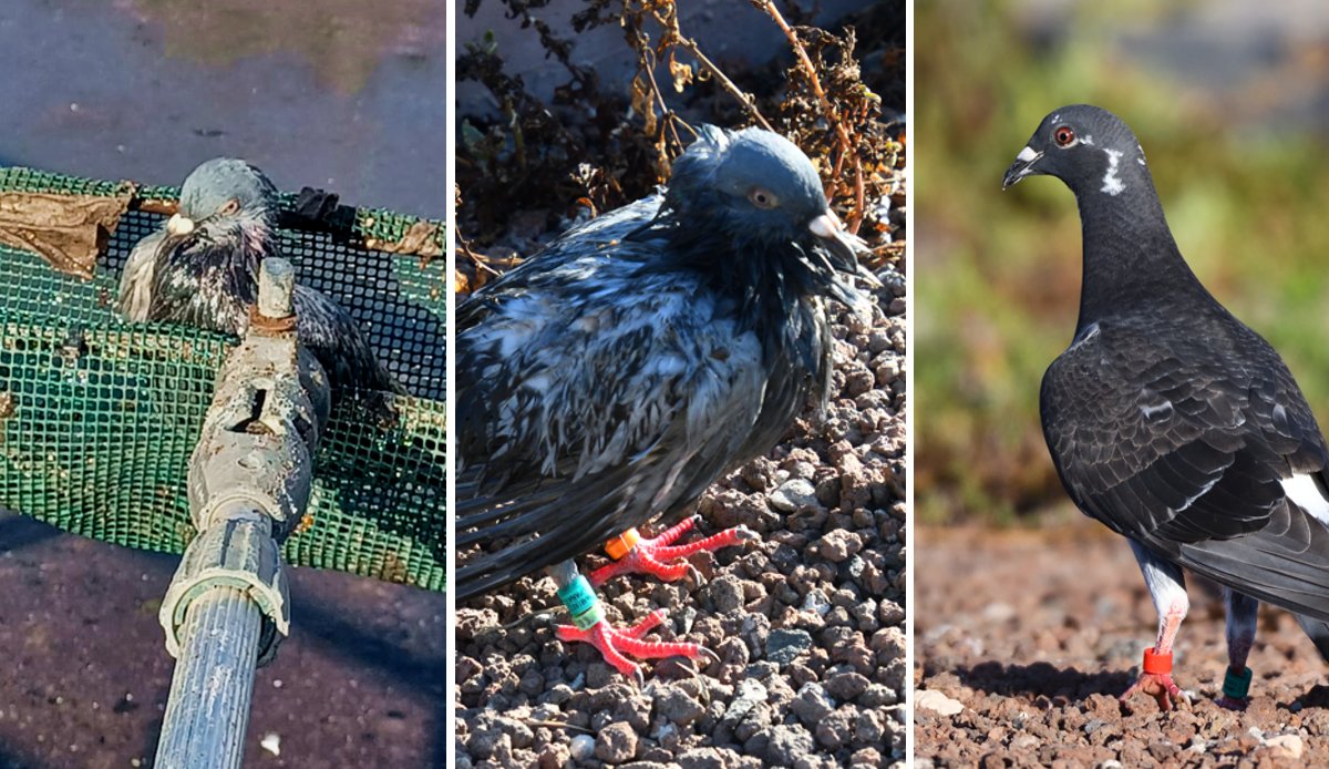 🚑🧑‍🚒🛟 ¡Rescate de una paloma mensajera en un decantador de la en la #EDAR de #ElTablero SB de #Tirajana!

☝️ Aplicamos nuestro protocolo de incidentes con fauna dentro de nuestras instalaciones 📝

📷 <a href="/FleitasAnt73396/">Antonio Javier Suarez Fleitas</a>
Antes - durante- después 🤗