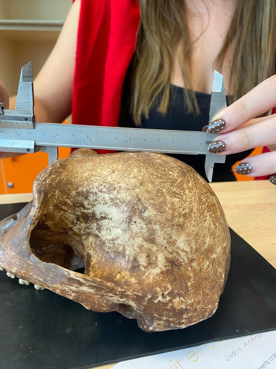 Institut Pere Ribot tweet media