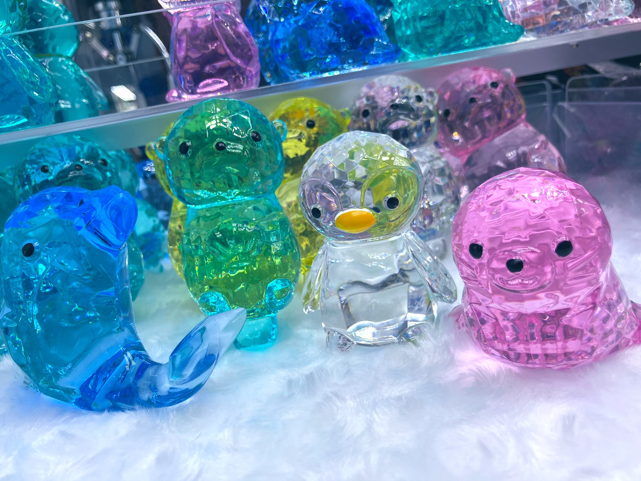 ✨希少一点物✨ ラフィドフォラ・デクルシバ（マングーカズラ）A1 朴仕立て GiGO富士急ハイランド on X: 