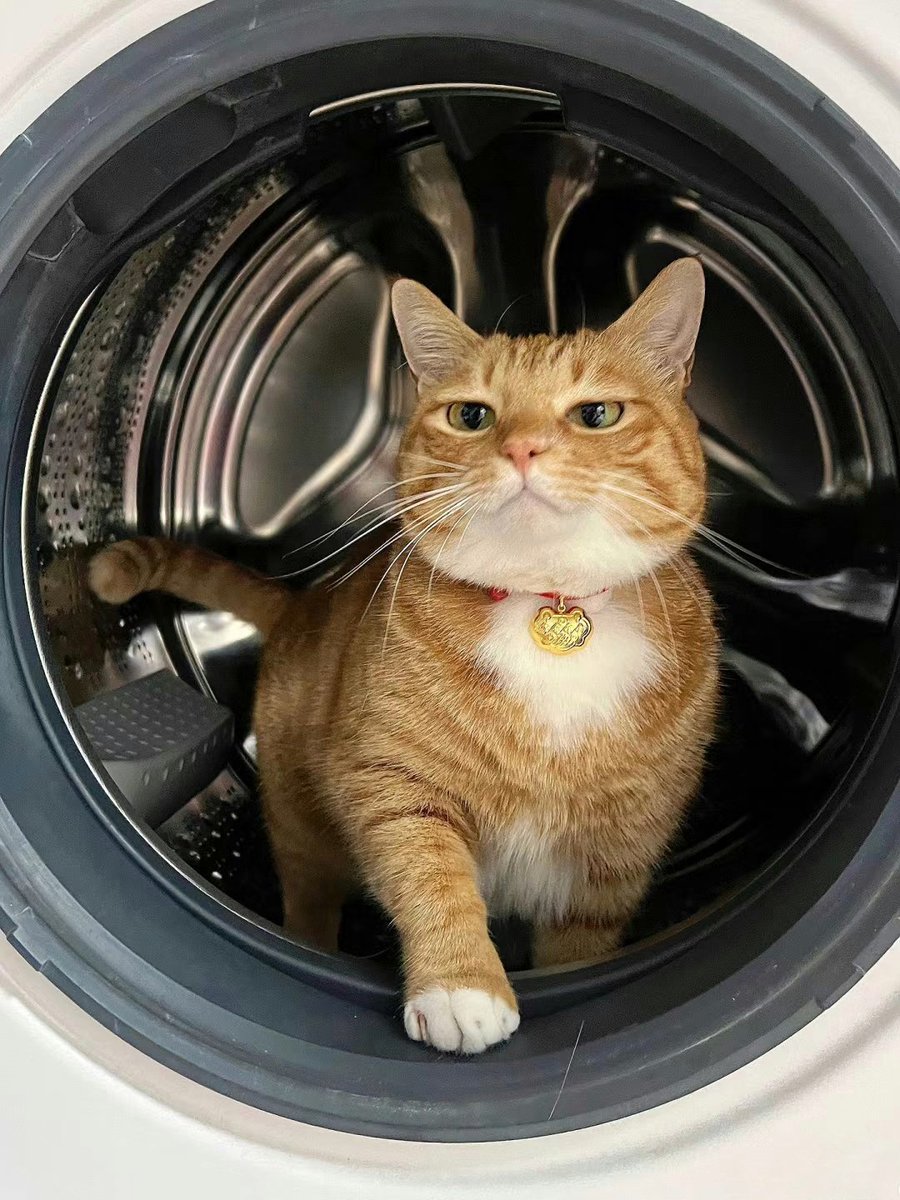 No Context Cats tweet media