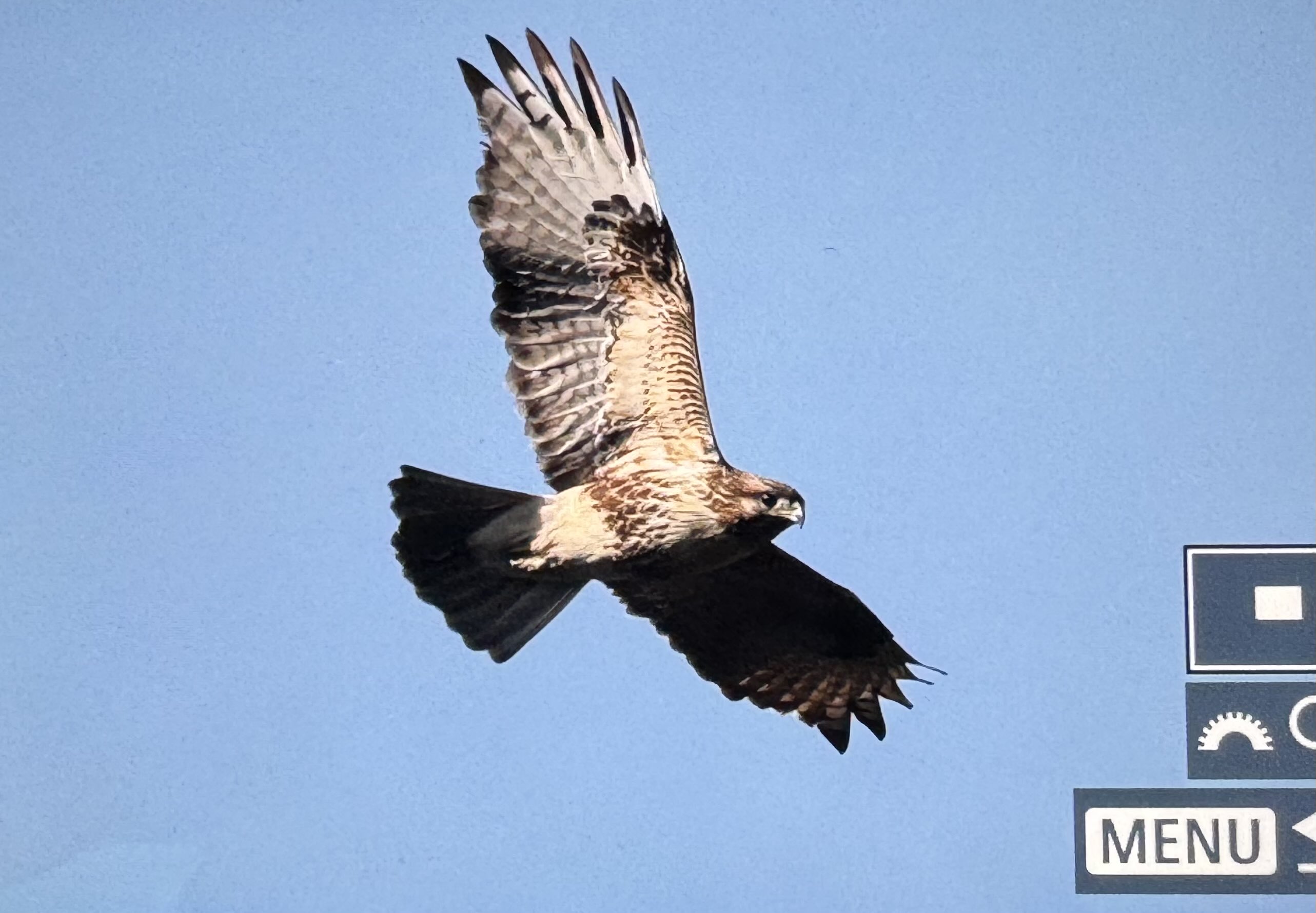 山採り　ツノハシバミ 🍯✨〜🐝〜🍯✨〜🐝 新発売のジャラハニーTA40+のご紹介です