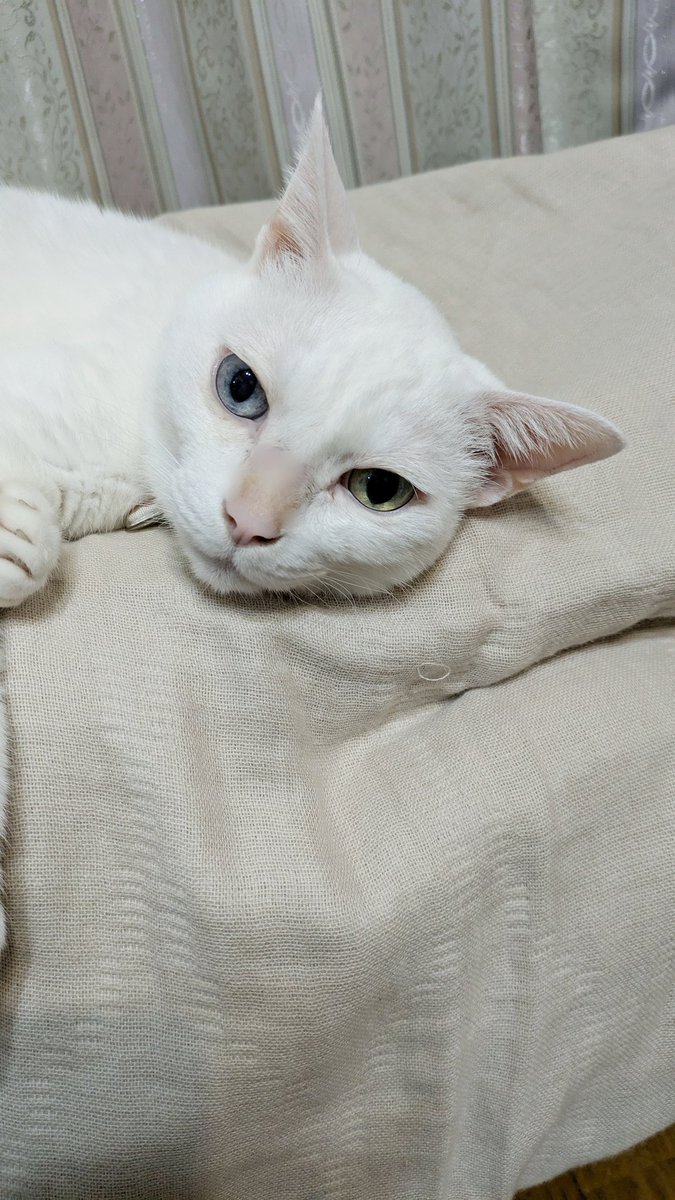 そらねこ (@yuki_and_sora) / Posts / X