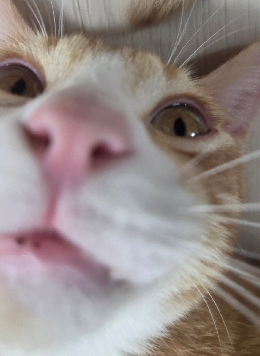 이족보행도 잘 하고 정말 겁도 없는 든든한 치즈!
정말 너무 이쁘고 활기차고 꼭끄랑하기 좋아요🥺❤️‍🔥
꼭 평생 가족 만날 수 있도록 많은 관심과! 홍보 부탁드립니다!
🐈
- 25년 4월 18일생 
- 남아(중성화 후 입양 예정)
#고양이입양 #입양홍보 #사지말고입양하세요