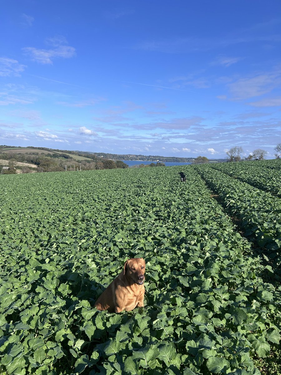 Maverick OSR not hanging about now with the kind autumn so far