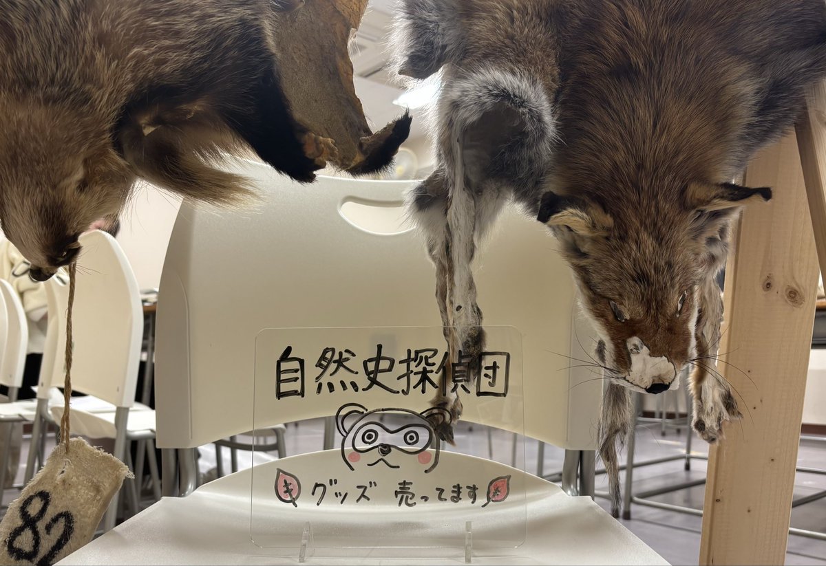 sizensi's tweet photo. みなさんこんばんは！
自然史探偵団です🍂

明日から開催される岩手大学不来方祭にて展示・販売を行います！
A棟4階階段上がってすぐの教室、G4-Eにぜひきてください🦊🍁

自然史探偵団や「大阪市立自然史博物館」さんの物品販売も行っています。
珍しい商品がいっぱいです！
お待ちしています〜🐗 https://t.co/pV4EqI2dLb