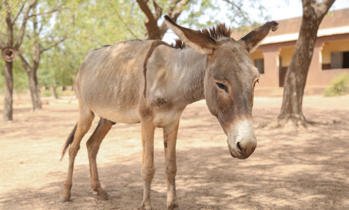 Together For Animals 🐱🐶🐴 tweet media