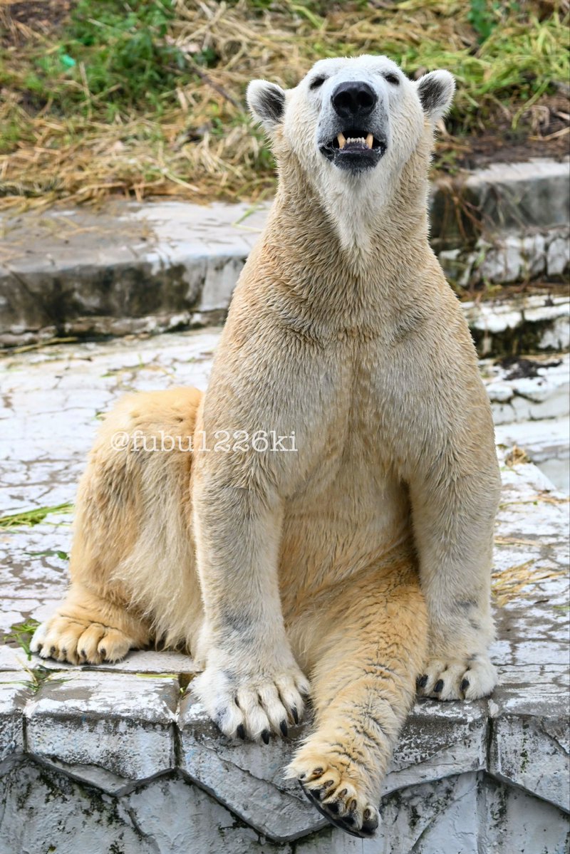 2010 ホッキョクグマ プレート 希少 asu on X: