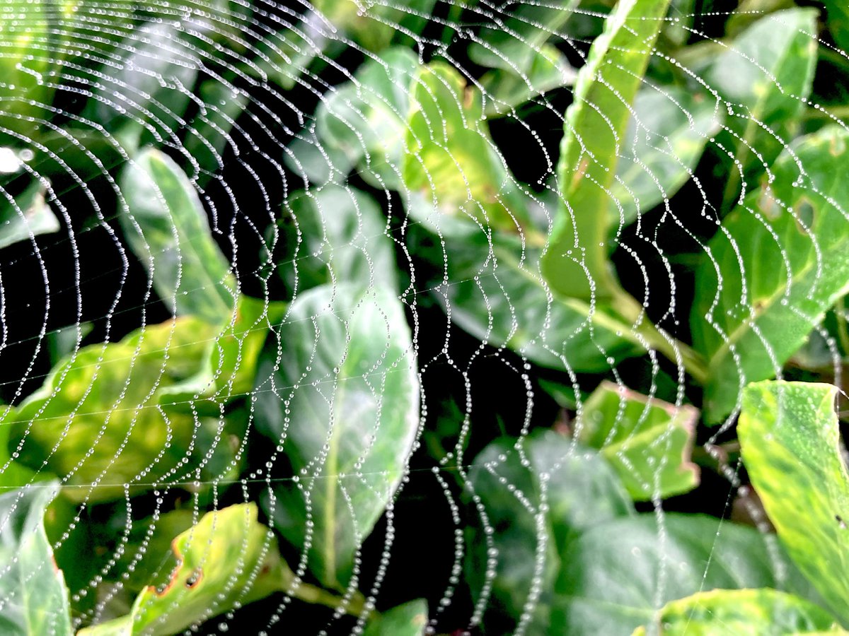 highstridesoc's tweet image. Photo of the Week 📸 

Spider season 🕸️🕷️💧 

#spidersweb #spiderseason #autumn #dew #nature #thegreatoutdoors #photooftheweek #photography