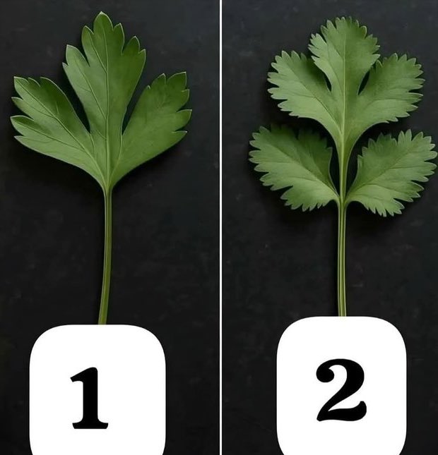 للخبراء وين البقدونس فيهم ؟ 🤔