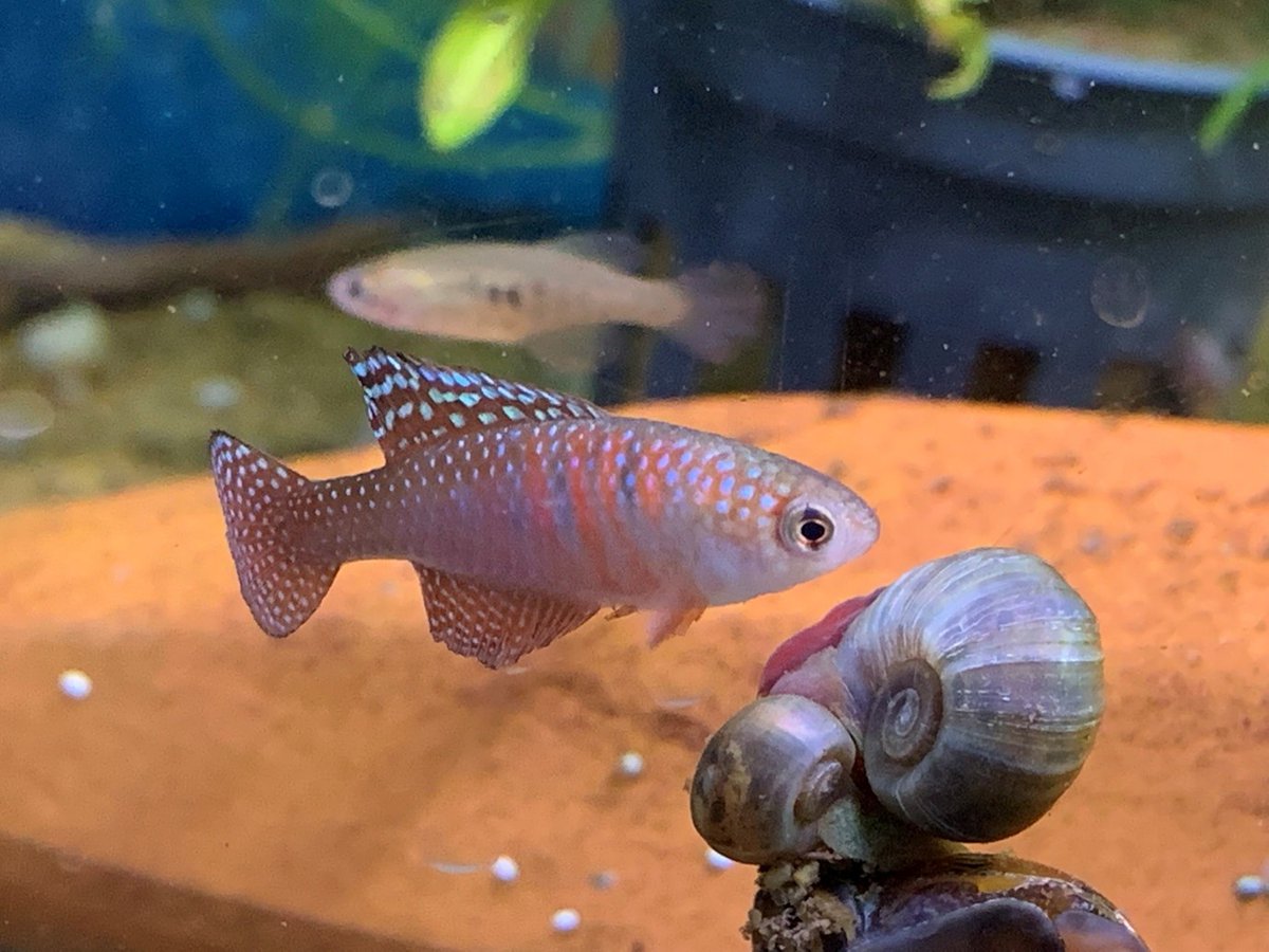 Maidenhead Aquatics tweet media