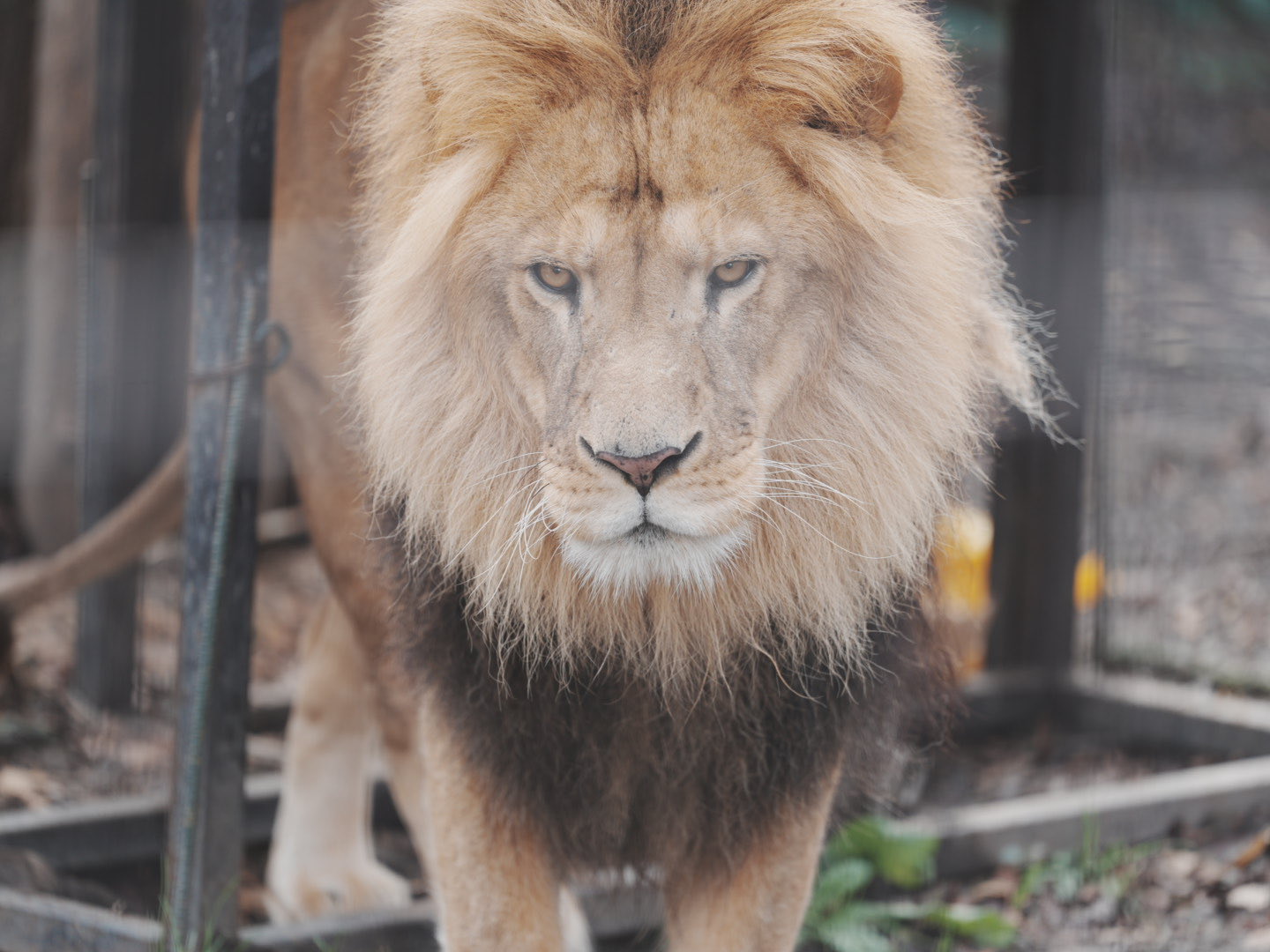 ライオンおまとめページ 動物のペーパークラフト。力強い、オスライオンを作りましょう