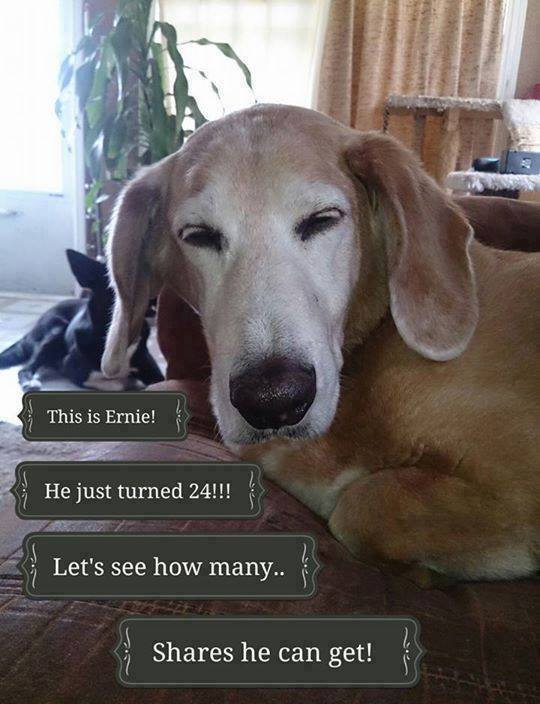 24 years.

Do you know how many sunrises that is? How many tail wags?
How many times he sat by the door waiting for his favorite person to come home?

This is Ernie, and he just turned 24 years old.
In dog years… that’s beyond legendary.

He’s seen more than most dogs ever will.