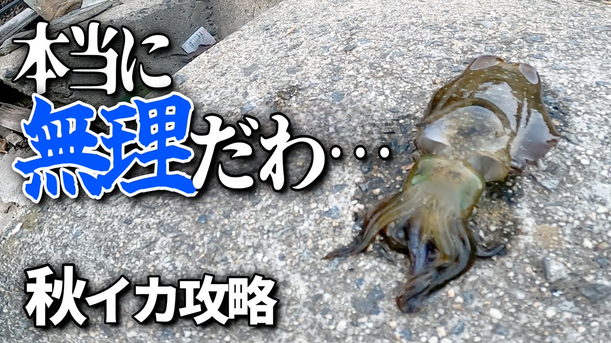 12crystal24's tweet photo. 【秋イカエギング】どうにかして坊主だけは
逃れたい時にやって欲しいこと
https://t.co/k8u5cot9e4
2025年10月19日18：00公開

釣りは絶対に釣る方法が一つあります。 
「それは…釣れるまでやめないことです！！」
 そうこの動画のクリさんのように… 
ぜひ最後まで御覧ください＼(^o^)／ https://t.co/OGEHvYIyyA