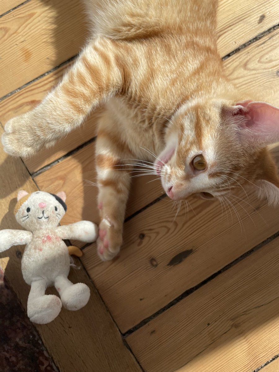 lundi_7's tweet photo. Mon chouquette a le même doudou !!! 🥰 https://t.co/U2CkJQynCT