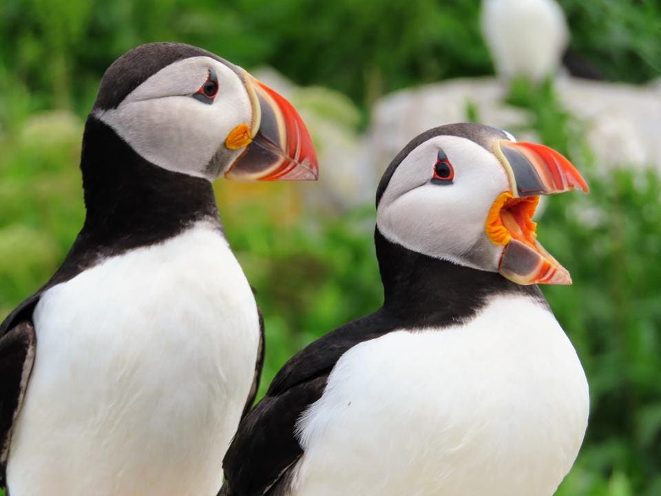 DORSET PUFFINS FACE EXTINCTION.

Following a decade without successful breeding at the site, experts remain baffled as to the cause, with no predators recorded at the site.

The National Trust plan to reinstate the cameras in 2026, with improved equipment and locations.