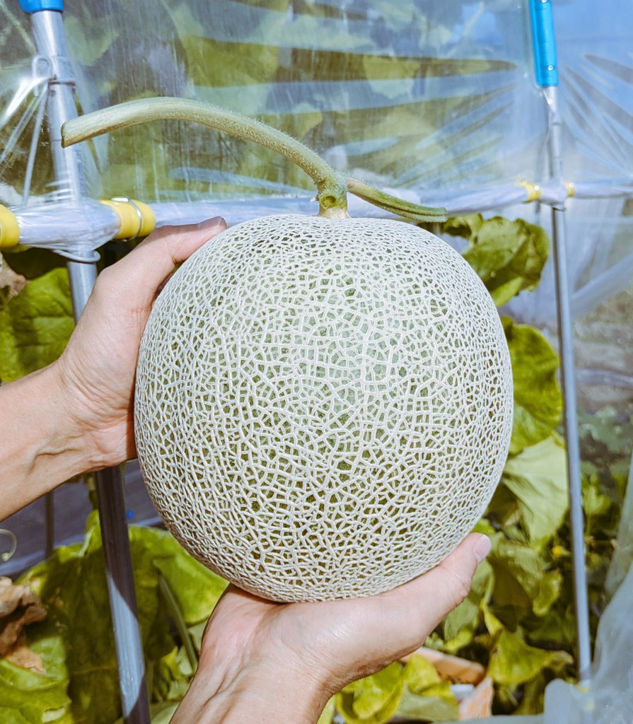 スイカ (@740Suikaya3) / Posts / X