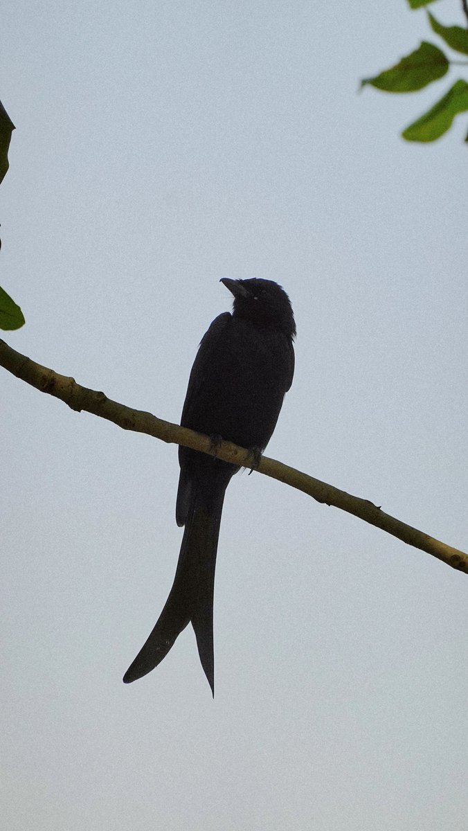 parthosarathi_b's tweet image. Silhouette of freedom #NaturePhotography #BirdsOfTwitter