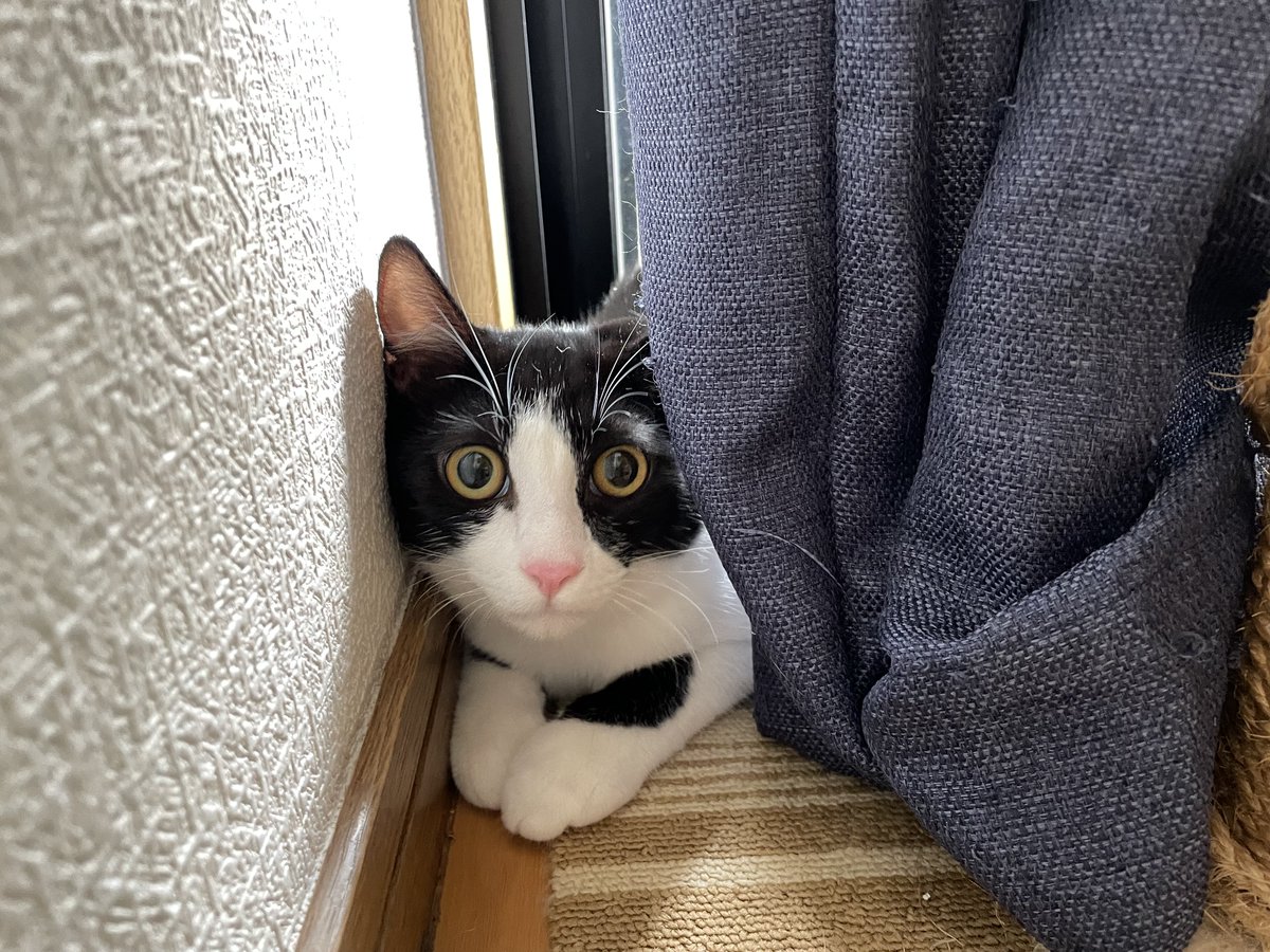 むぎ (@mugi411) / Posts / X