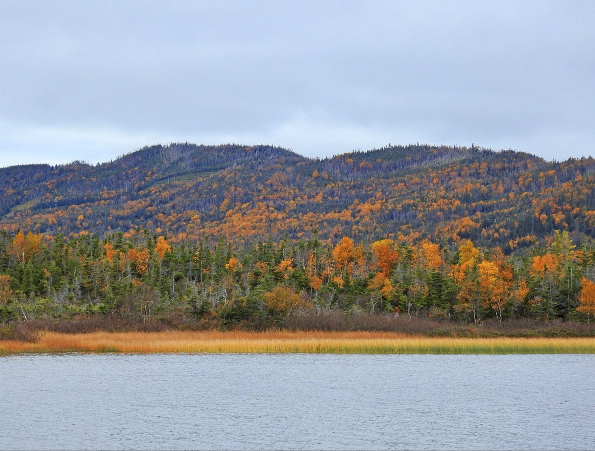 stan_sdcollins's tweet photo. The colours of fall. Even the reeds in the pond have turned yellow now. https://t.co/kERwxjsgRn