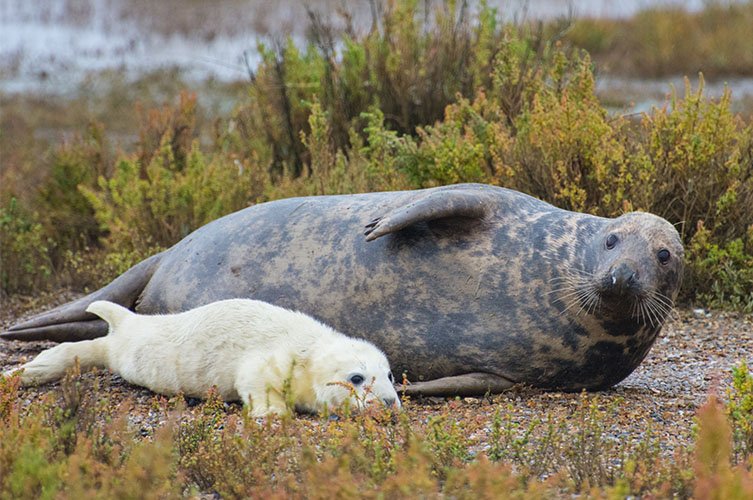 SUFFOLK GREY SEAL COLONY THRIVING.

Orford Ness in Suffolk is the home to the county's first breeding colony of grey seals and is thriving with more and more seals during each winter breeding season.

The yearly count is now beginning as the seals begin to arrive for pupping.