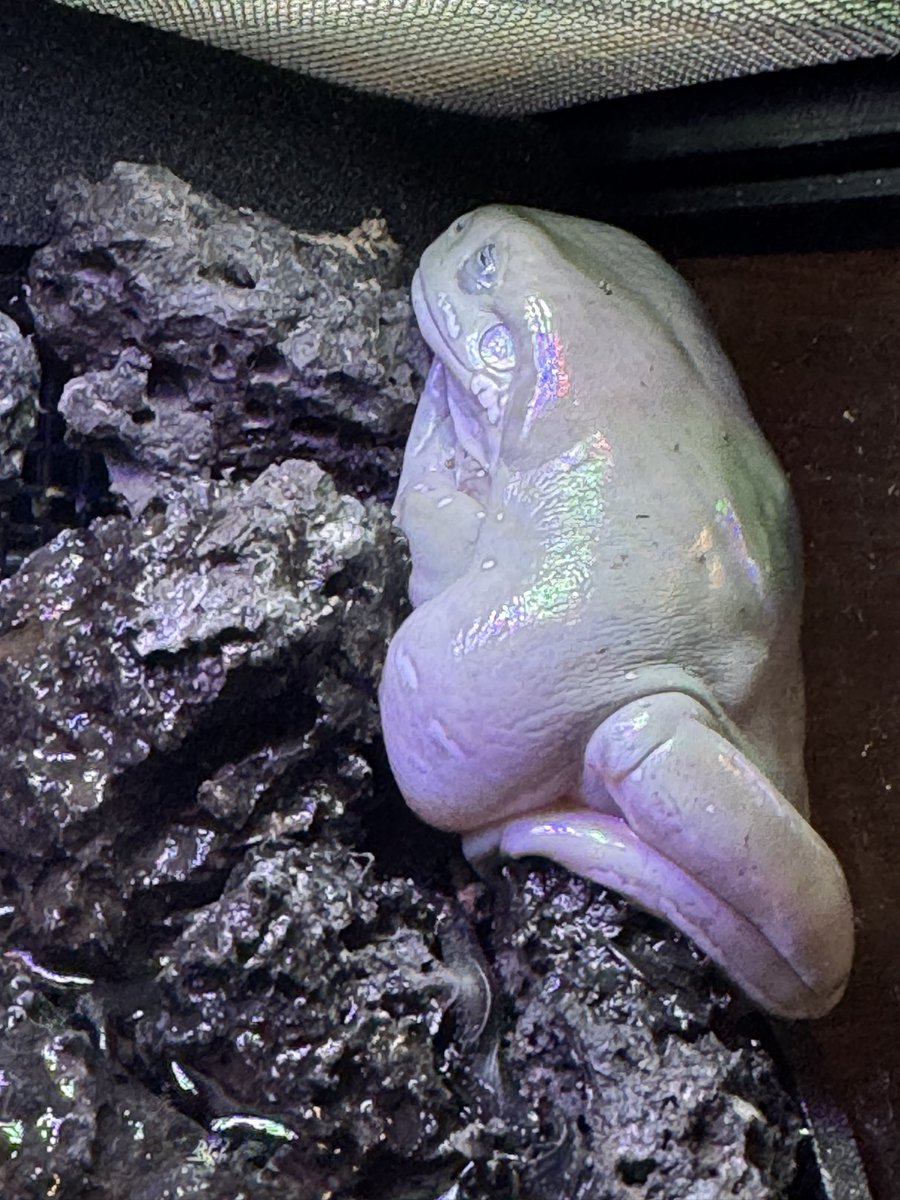 うちの子🐸
肥満でしょうか🥺
#イエアメガエル