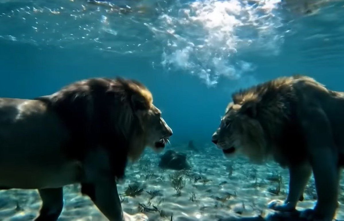 The lion is now underwater