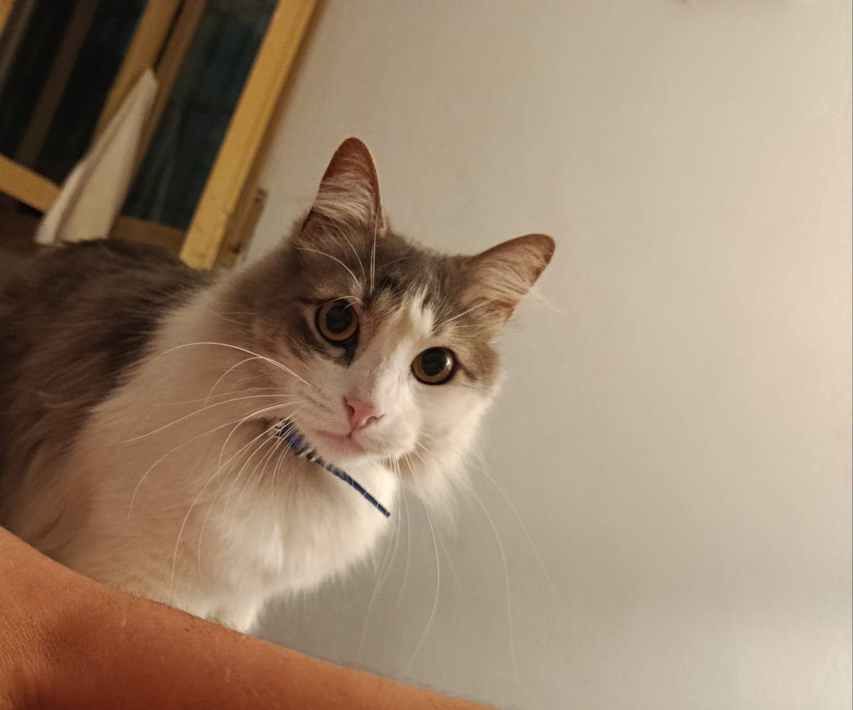 HAGOV_Cat 🇦🇶 tweet media