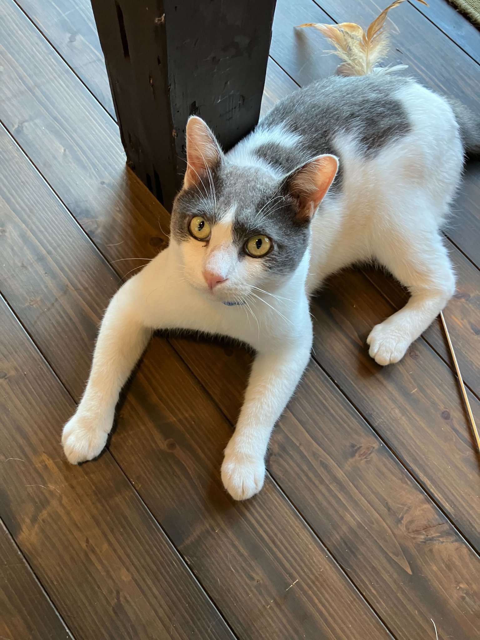 株式会社サーチフィールド on X: 