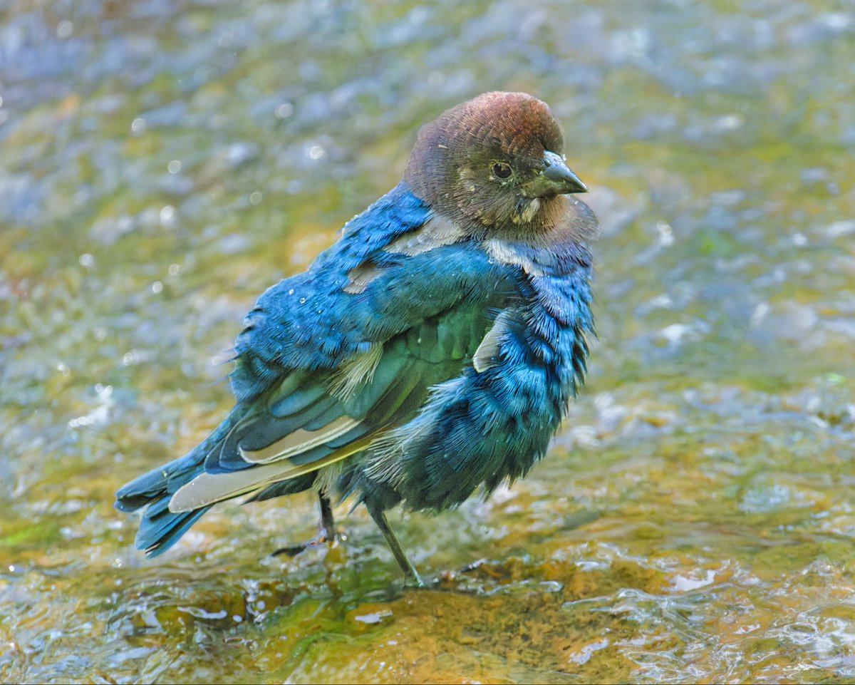 Tweet media one