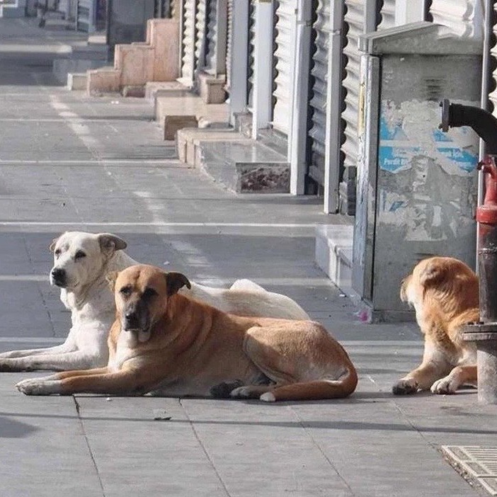 bosunatiklama's tweet image. İzmir'de bir esnaf, beslediği sokak köpeğinin bir çocuğu ısırması sonucu 9.300 TL para cezasına çarptırıldı.
Çocuğu ısırlan baba: "Verilen ceza caydırıcı değil. Benim de 2 köpeğim var.
Sokak hayvanlarını da besliyoruz. Korkan var, korkmayan var."