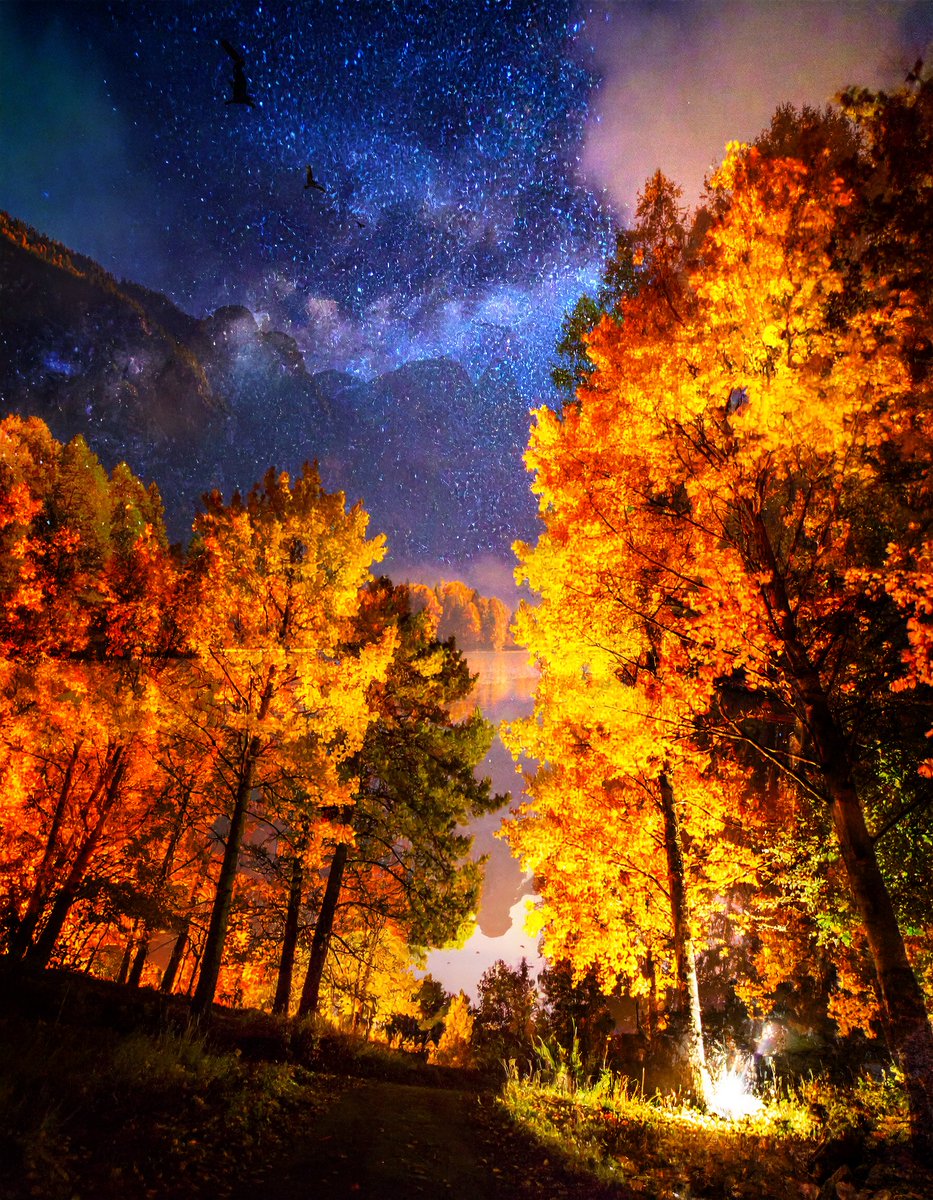sanrotasu0216's tweet image. Stardust forest.  Rừng bụi sao.  #AI  #PS  #Adobe