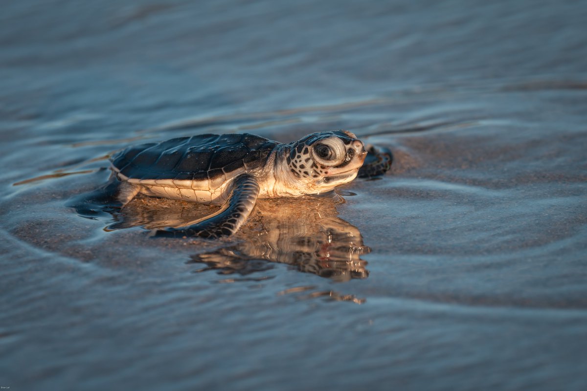 balail's tweet image. A green sea turtle hatchling reaches the water...
#photography #naturephotography #wildlifephotography #thelittlethings