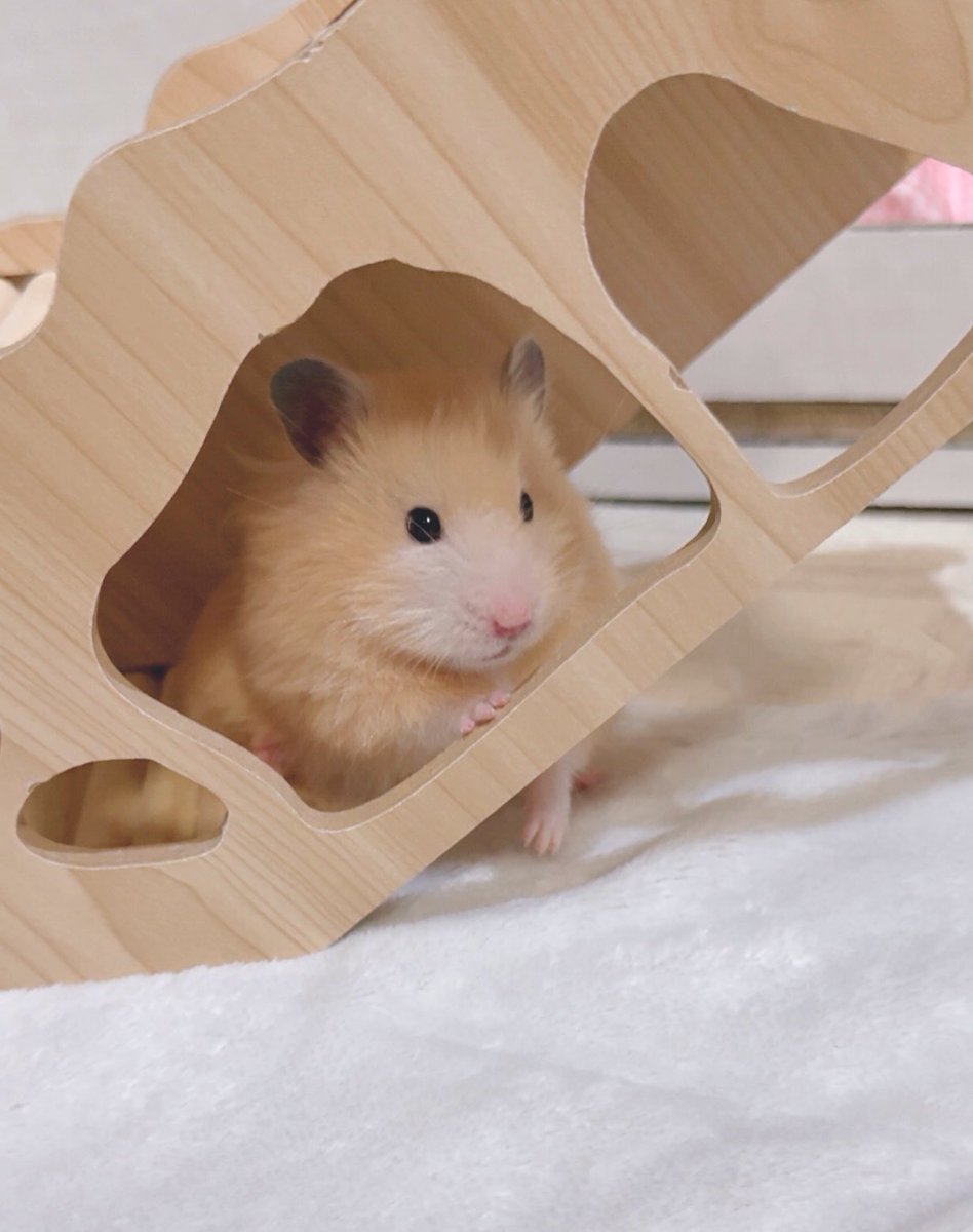 りびちが家に来たときからあるしなんならさいしょケージの中に入れてたし、毎日この中で転がりまわってるのに急に、なんですかこの穴は、、？ぇッ？！出られるんてすか？？でもココから出て大丈夫なんですか？？？どうしよう、、　みたいになってて大笑い。その穴からごはん食べてたわよあなた