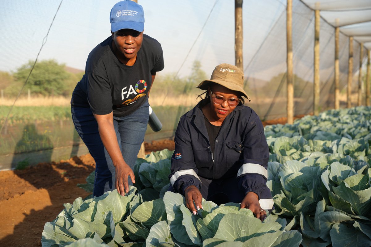 FAOBotswana's tweet photo. Mothibe has benefited from FAO #capacitybuilding workshops conducted with the Ministry of Lands &amp; Agriculture including training on Good Agricultural Practices &amp; Post-Harvest Loss Reduction; skills that help her improve yield and quality while maintaining her #organicprinciples https://t.co/ItMvjcg16P