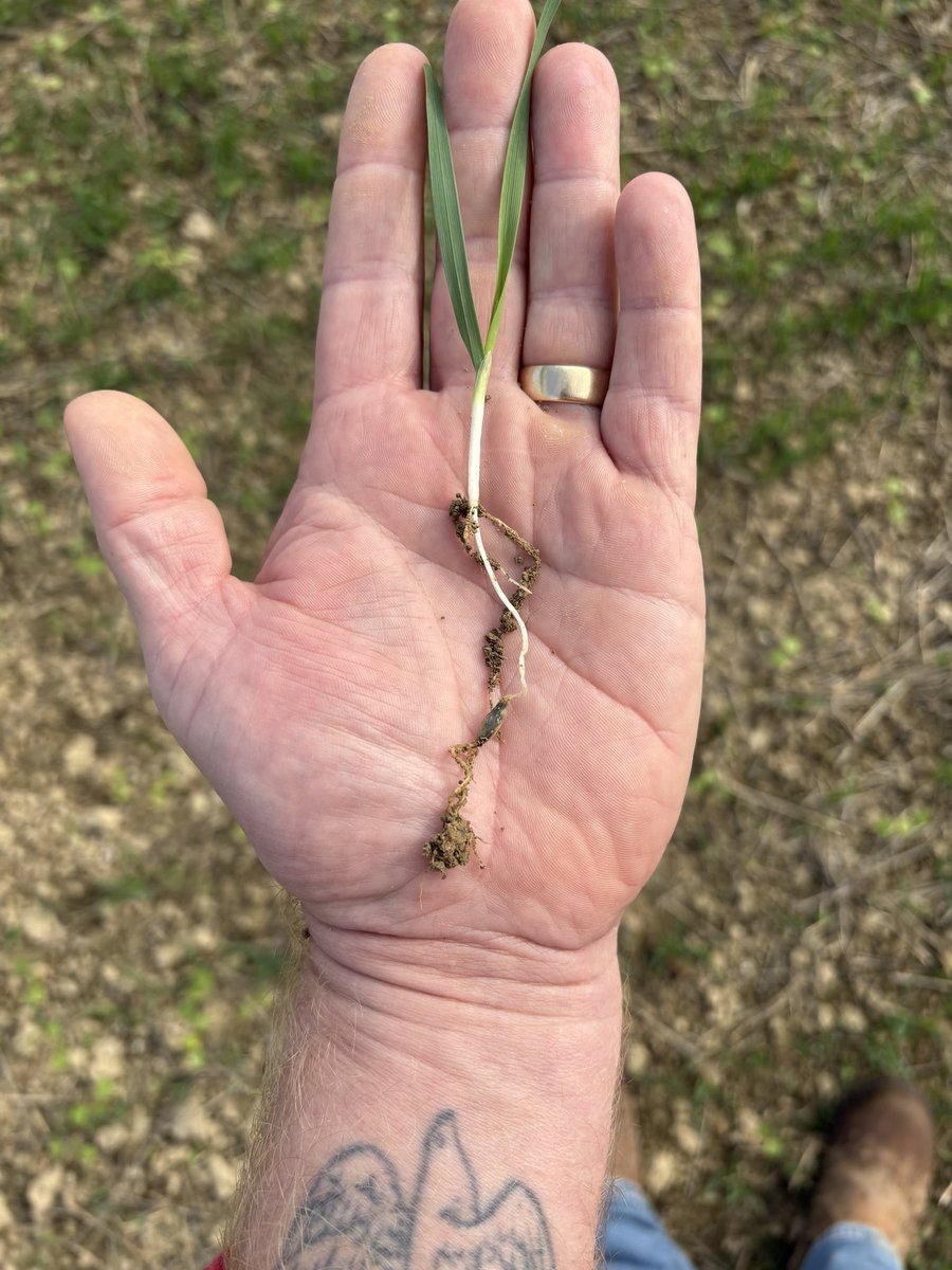 Seed was drilled at an inch and half, so not sure how this ended so deep, but seen a few like this with two sets of roots! Maybe is prepared for a long wet winter! #Farming #WinterProofOats