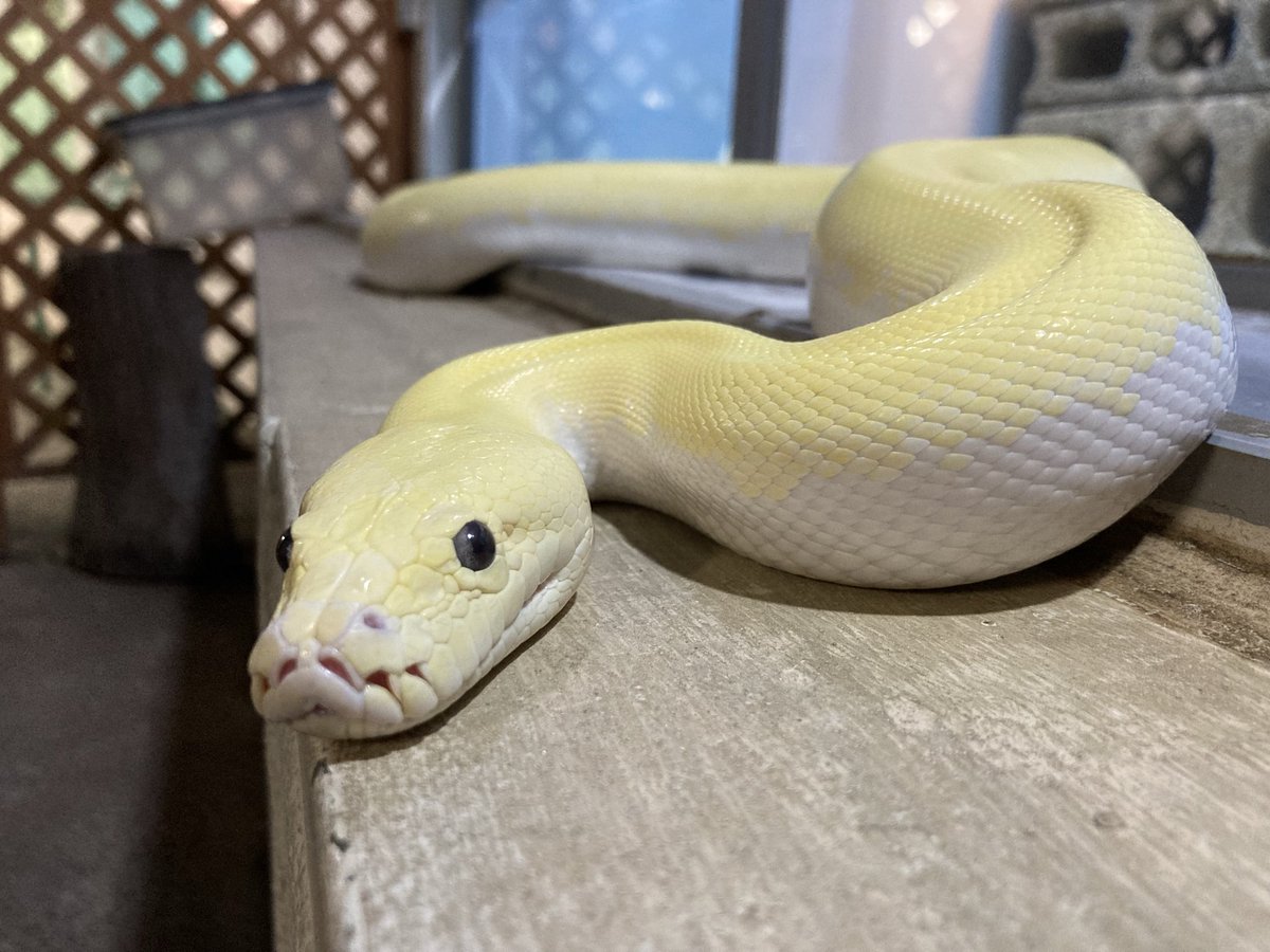 突然ですがヘビのお触りイベントに関して大変残念なお知らせがあります