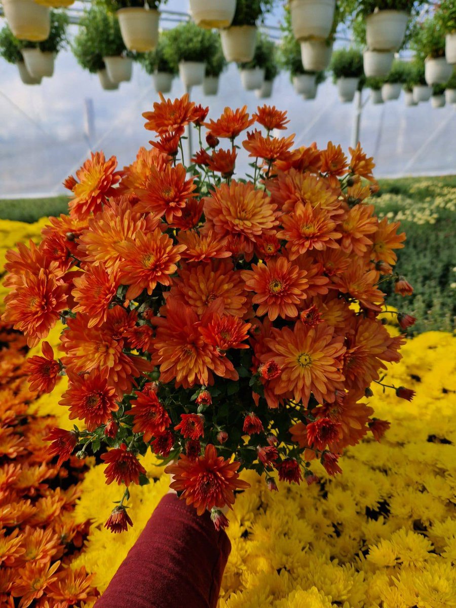 Flower Show tweet media