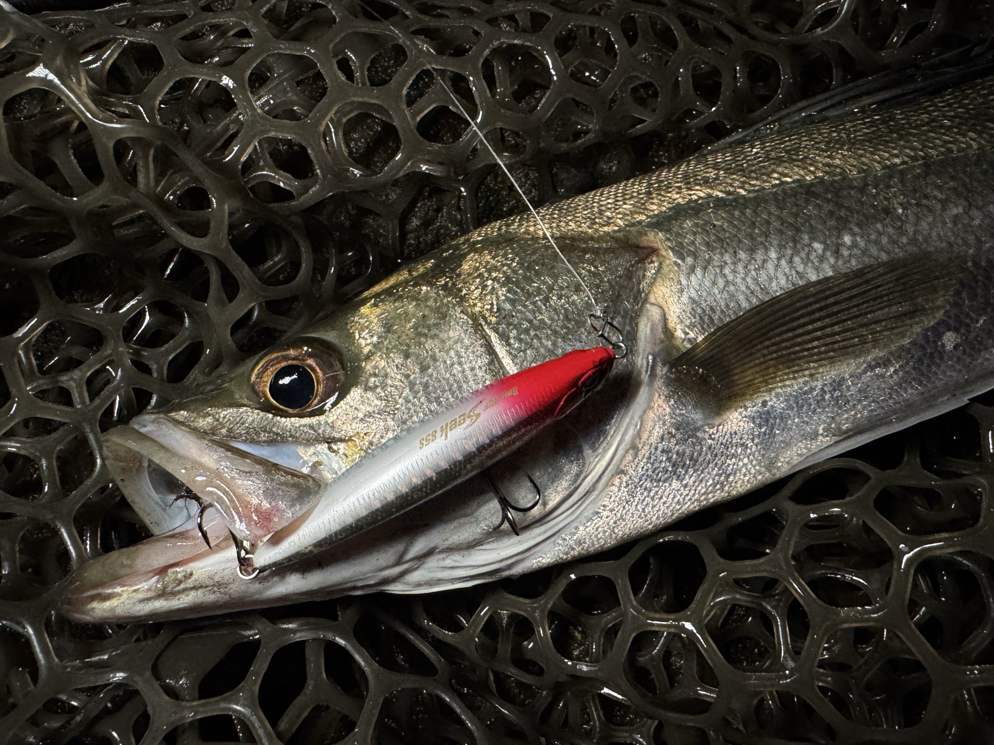 シーバス　引退品 引退品】シーバス用ルアー